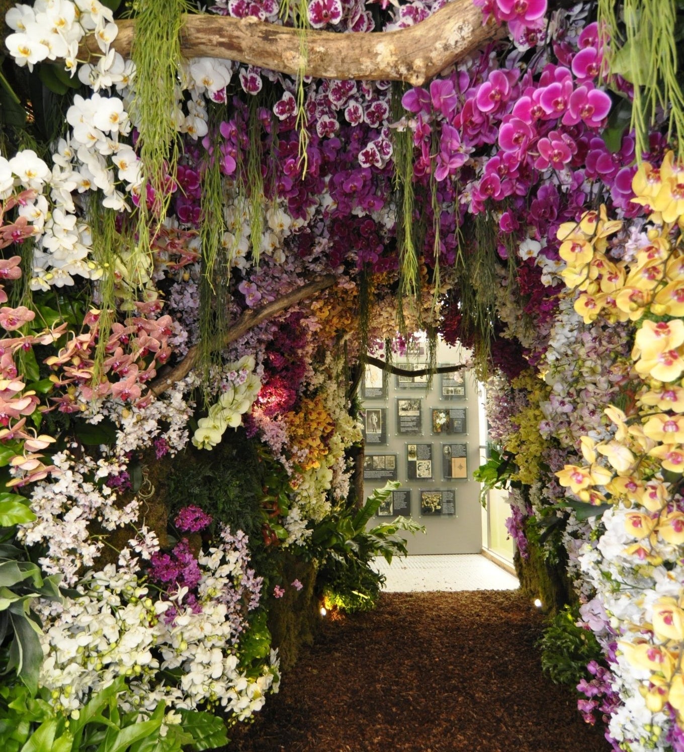 A Golden Debut: Reflecting on Our 2016 Chelsea Flower Show Triumph - Love Orchids