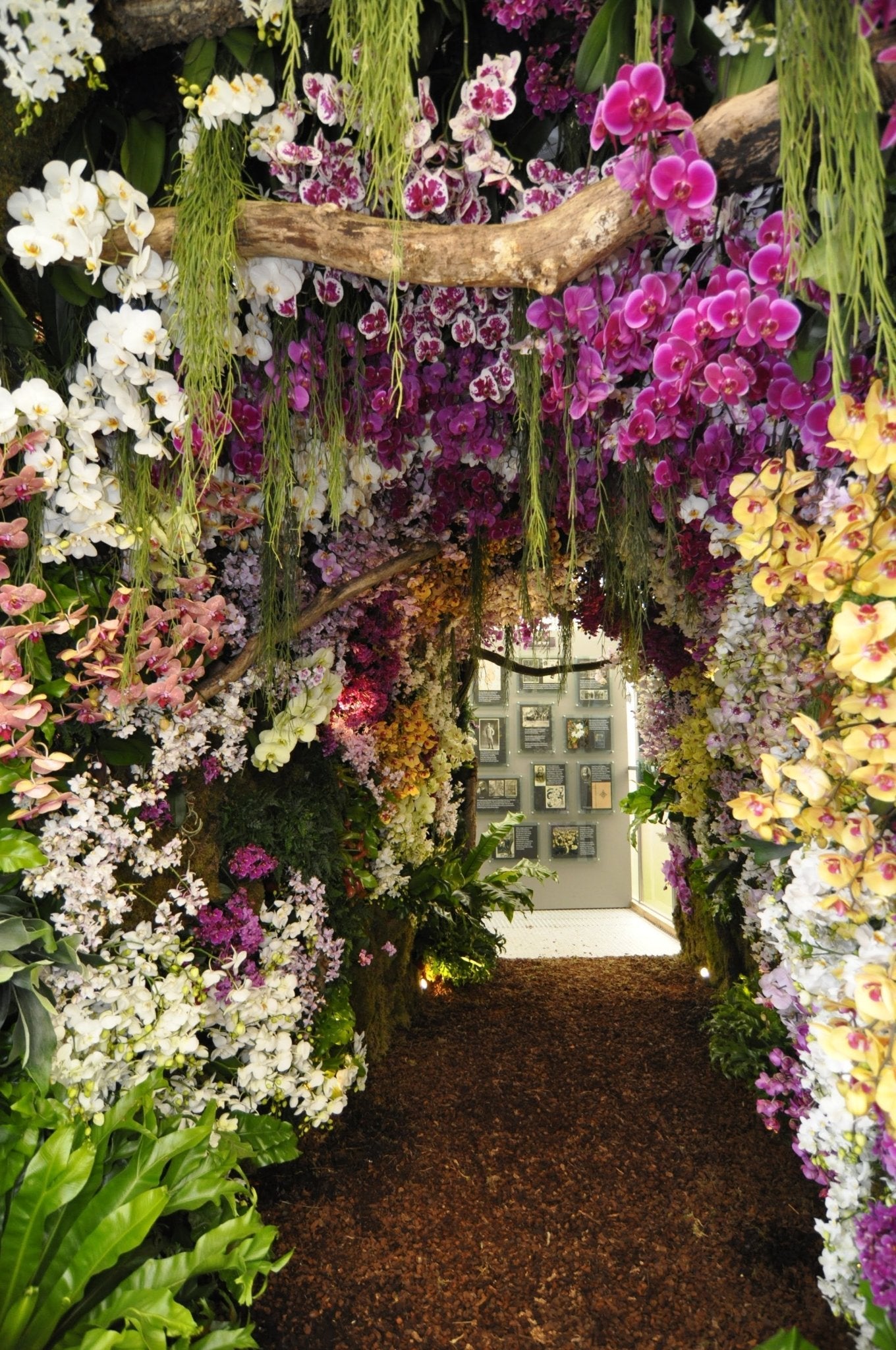 A Golden Debut: Reflecting on Our 2016 Chelsea Flower Show Triumph - Love Orchids