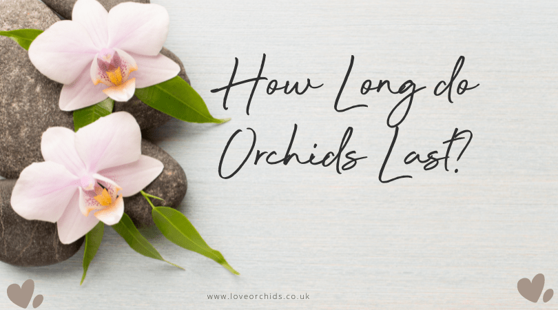 How Long do Orchids Last? - Love Orchids