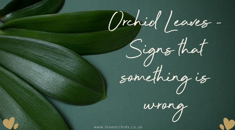 Orchid Leaves - Signs That Something's Wrong - Love Orchids