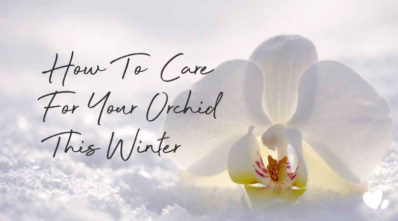 Tips For How To Care For Your Orchid This Winter - Love Orchids
