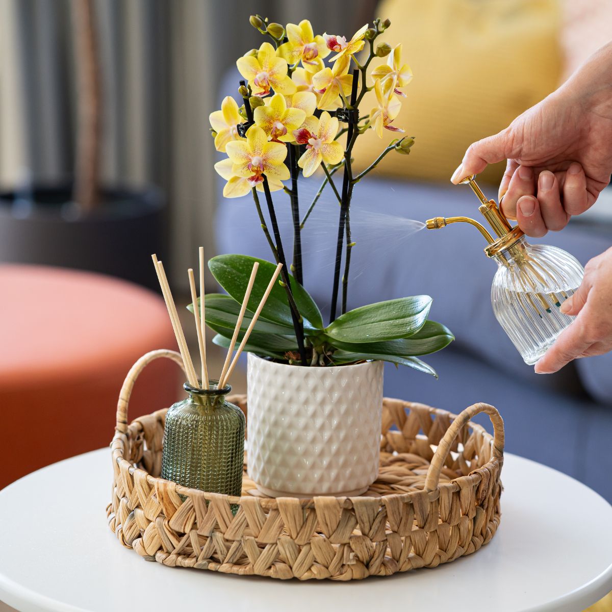 Plant Care - Love Orchids