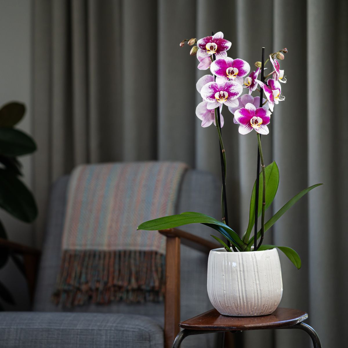 Statement Orchids - Love Orchids