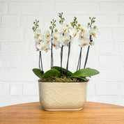 Chewton: Trio Orchid in Ceramic Pot - Love Orchids