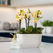 Chewton: Trio Orchid in Ceramic Pot - Love Orchids