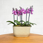 Chewton: Trio Orchid in Ceramic Pot - Love Orchids