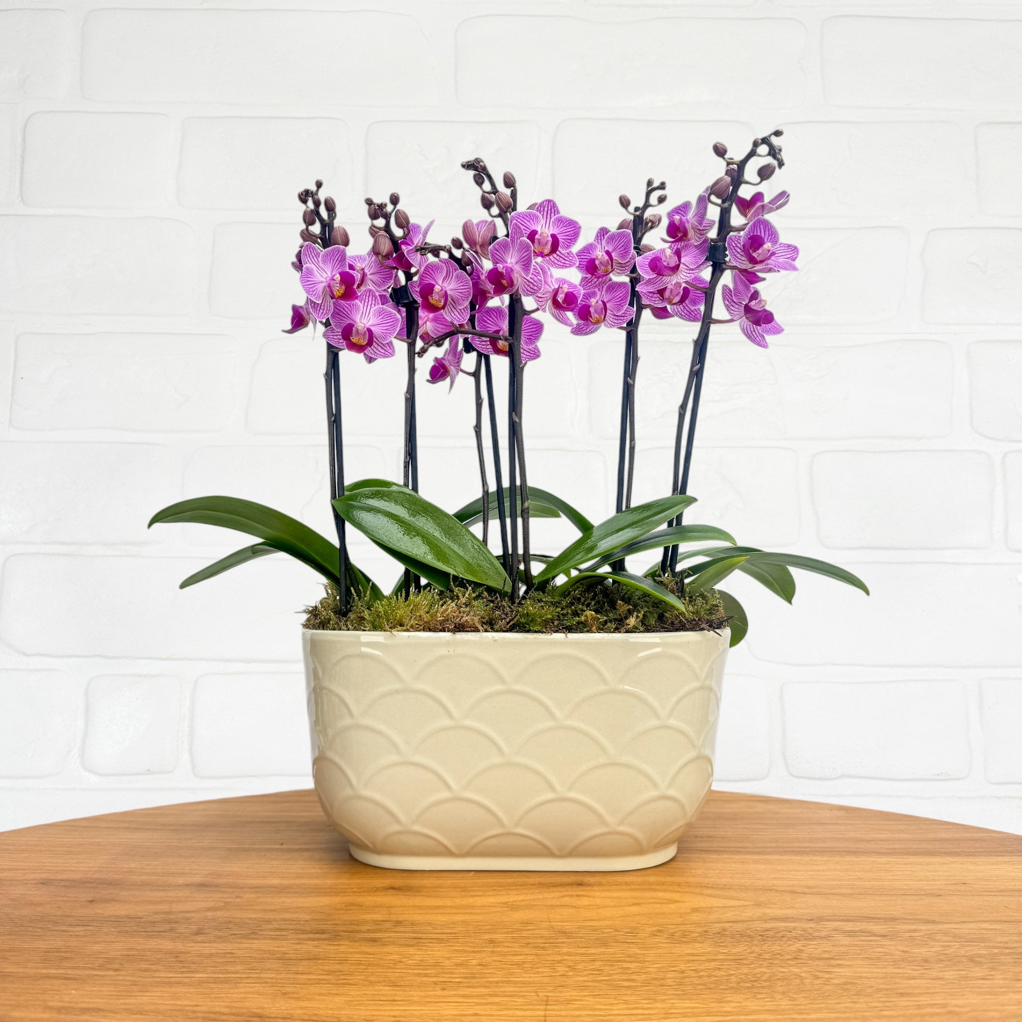 Chewton: Trio Orchid in Ceramic Pot - Love Orchids
