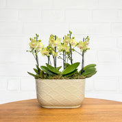 Chewton: Trio Orchid in Ceramic Pot - Love Orchids