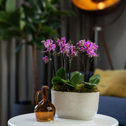 Chewton: Trio Orchid in Ceramic Pot - Love Orchids