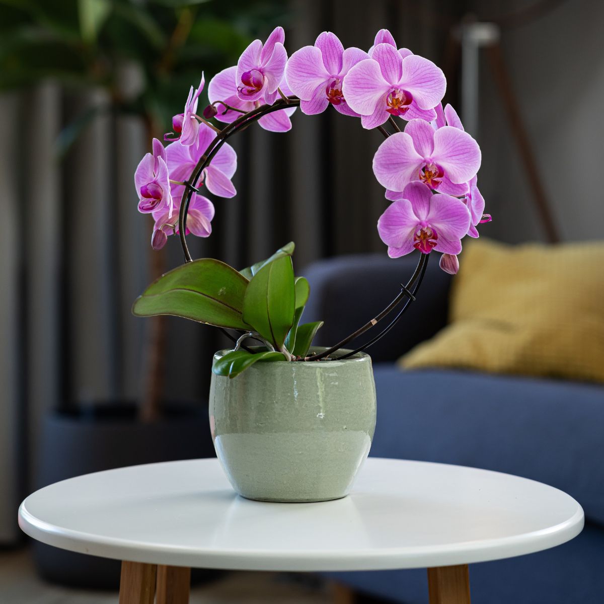 Downton: Large Hoop Orchid - Love Orchids