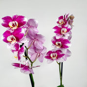 The Collectors: Barcelona -  large bi-coloured orchid Love Orchids