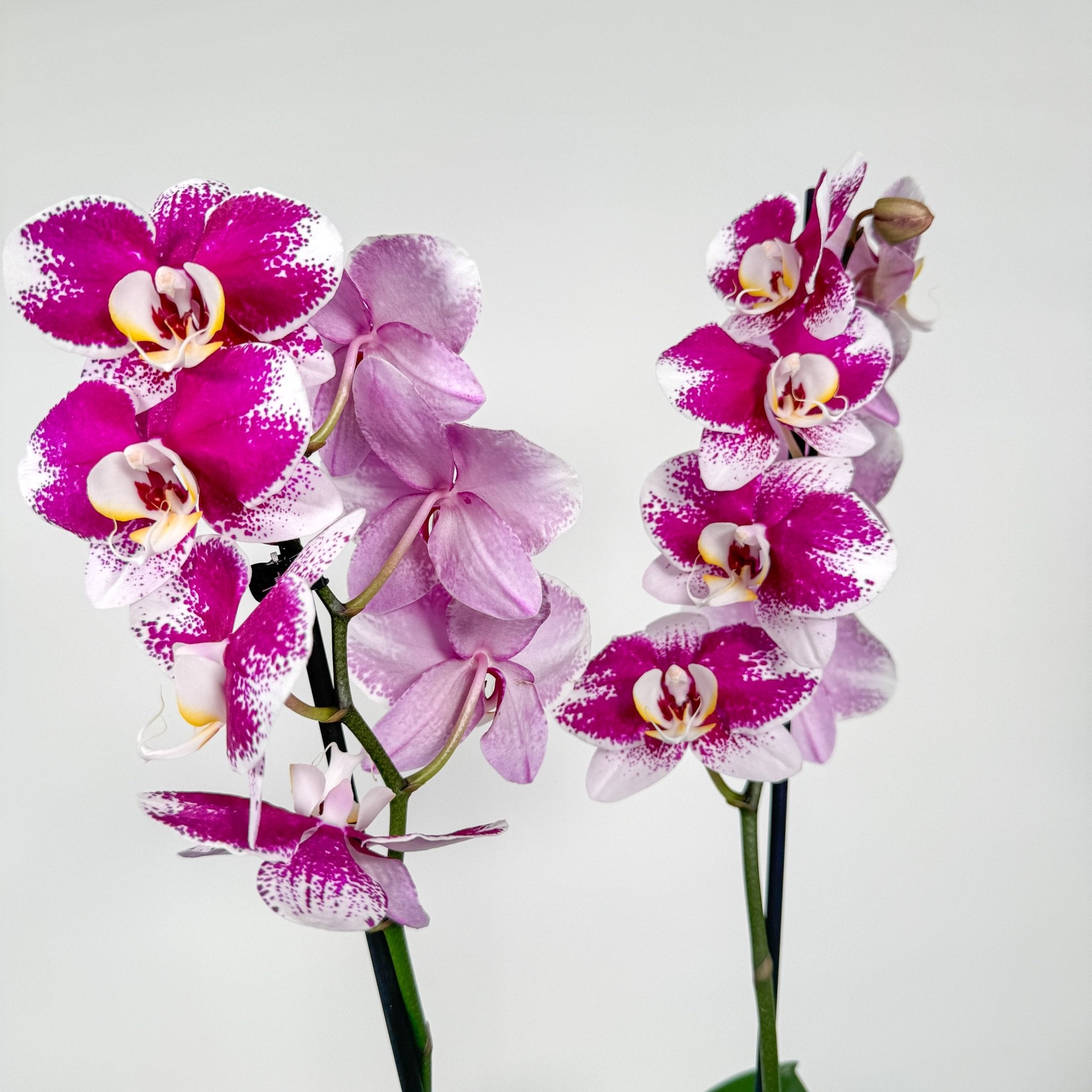 The Collectors: Barcelona -  large bi-coloured orchid Love Orchids