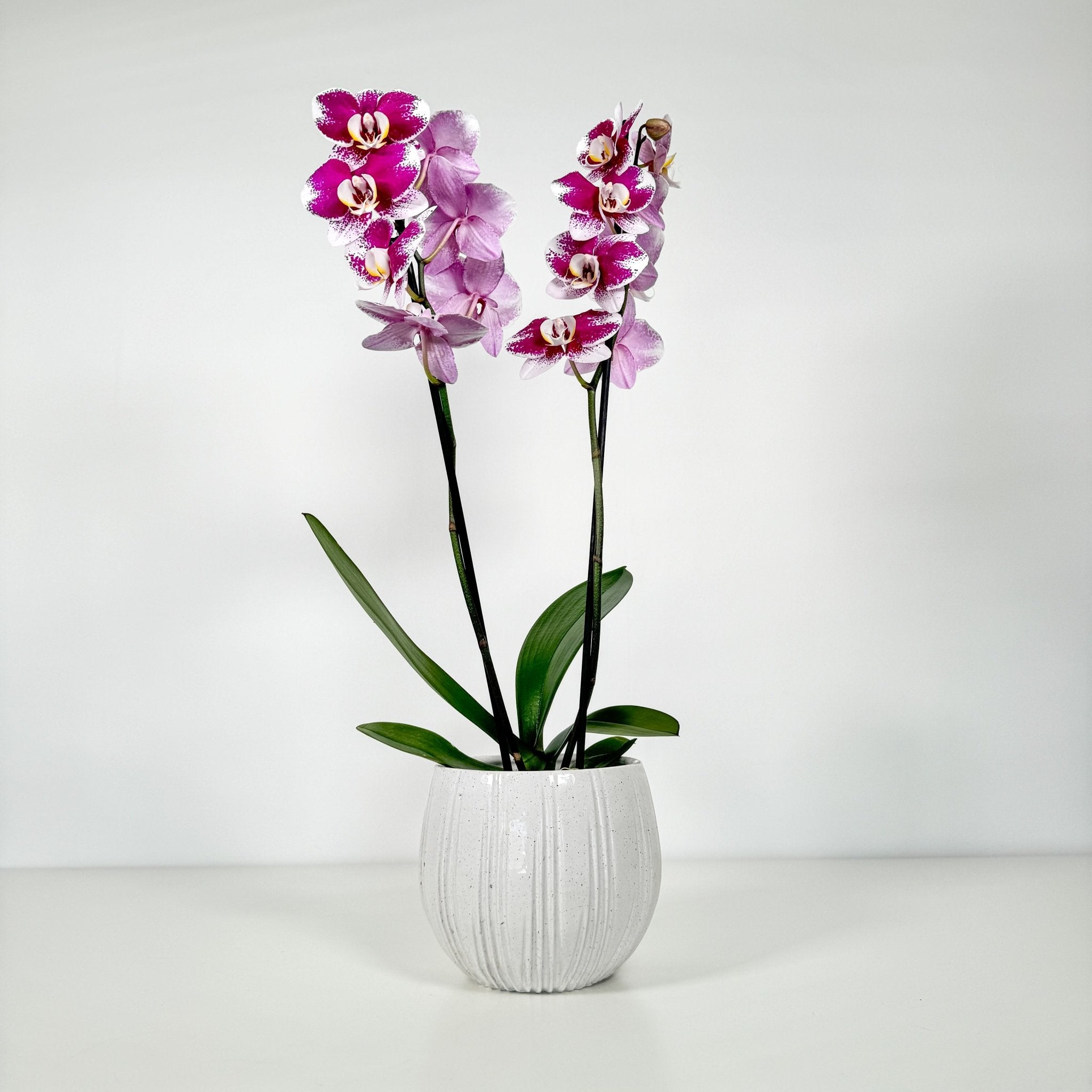 The Collectors: Barcelona- large bi-coloured orchid- Love Orchids