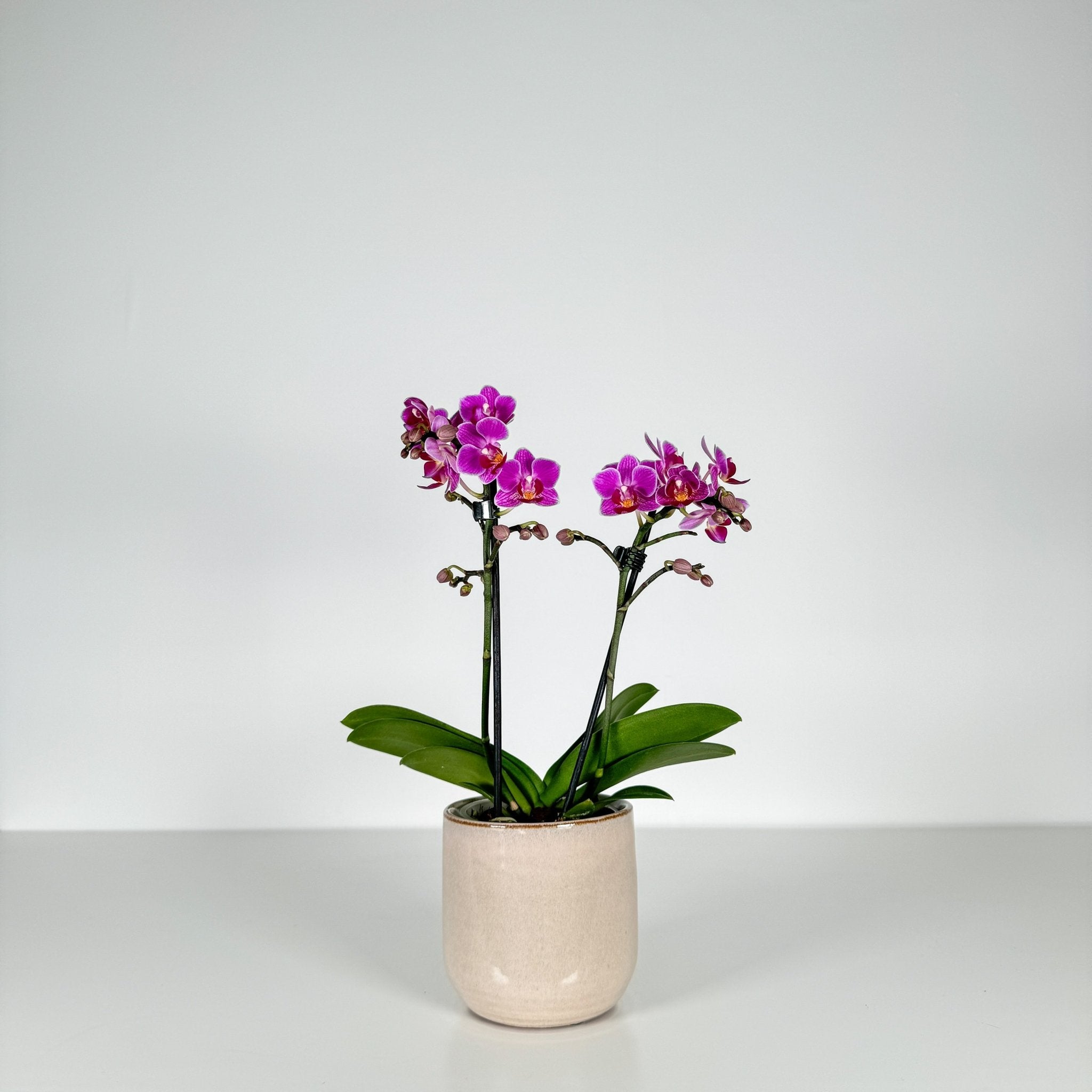 The Collectors: Duo - Love Orchids