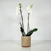 The Collectors: Folkestone - Love Orchids