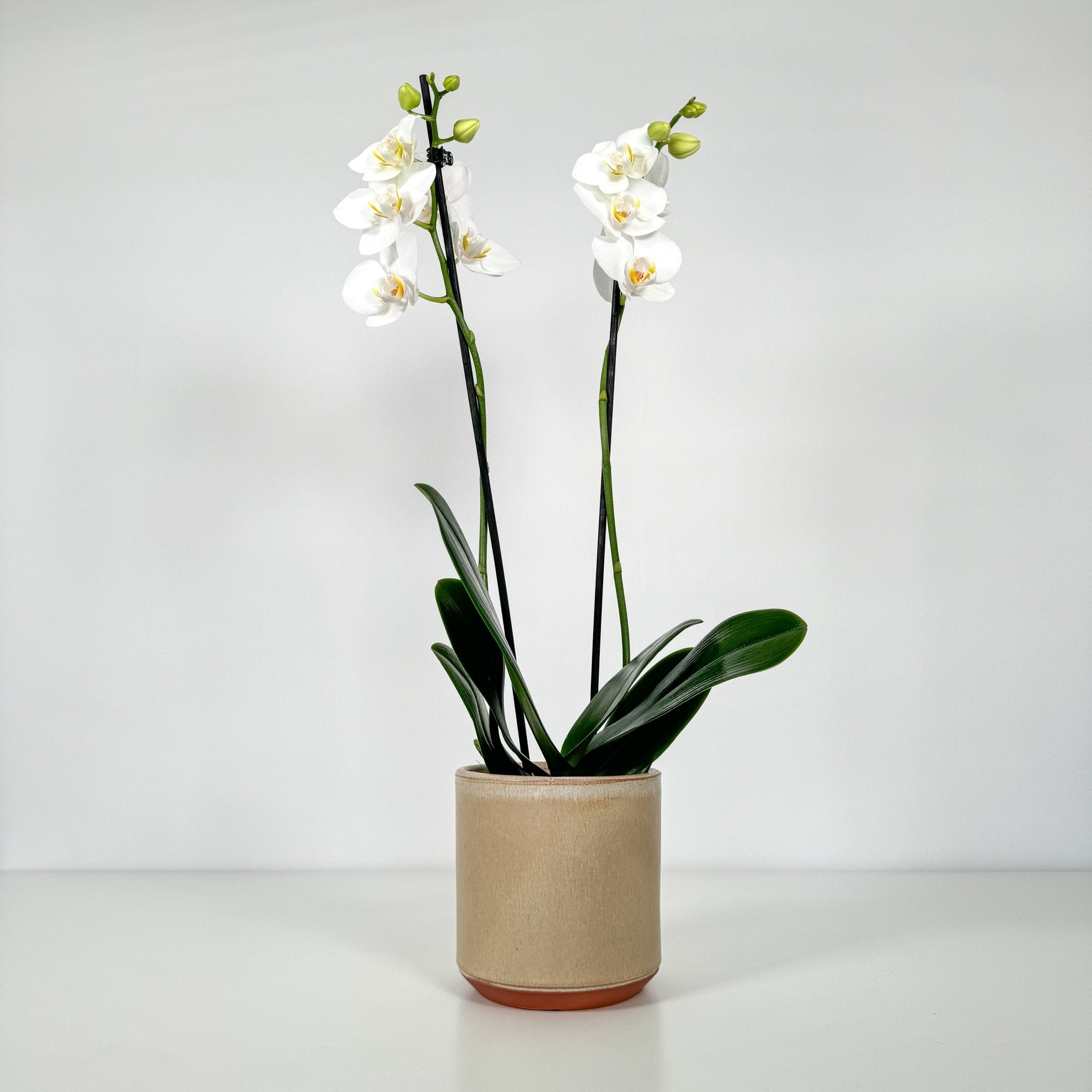 The Collectors: Folkestone - Love Orchids
