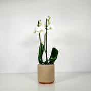 The Collectors: Folkestone - Love Orchids