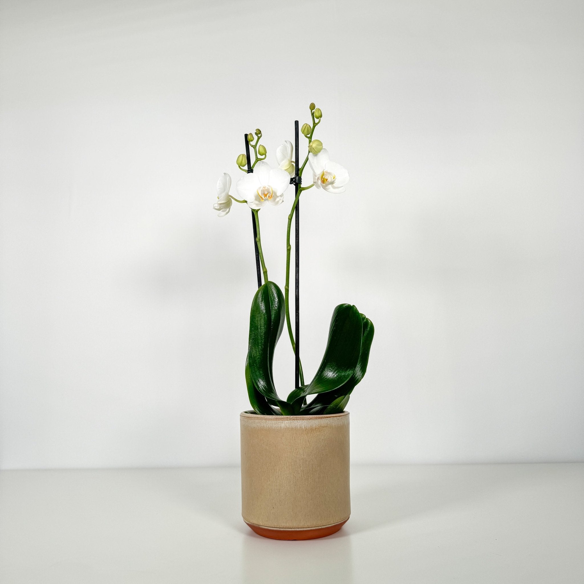 The Collectors: Folkestone - Love Orchids