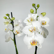 The Collectors: Folkestone - Love Orchids