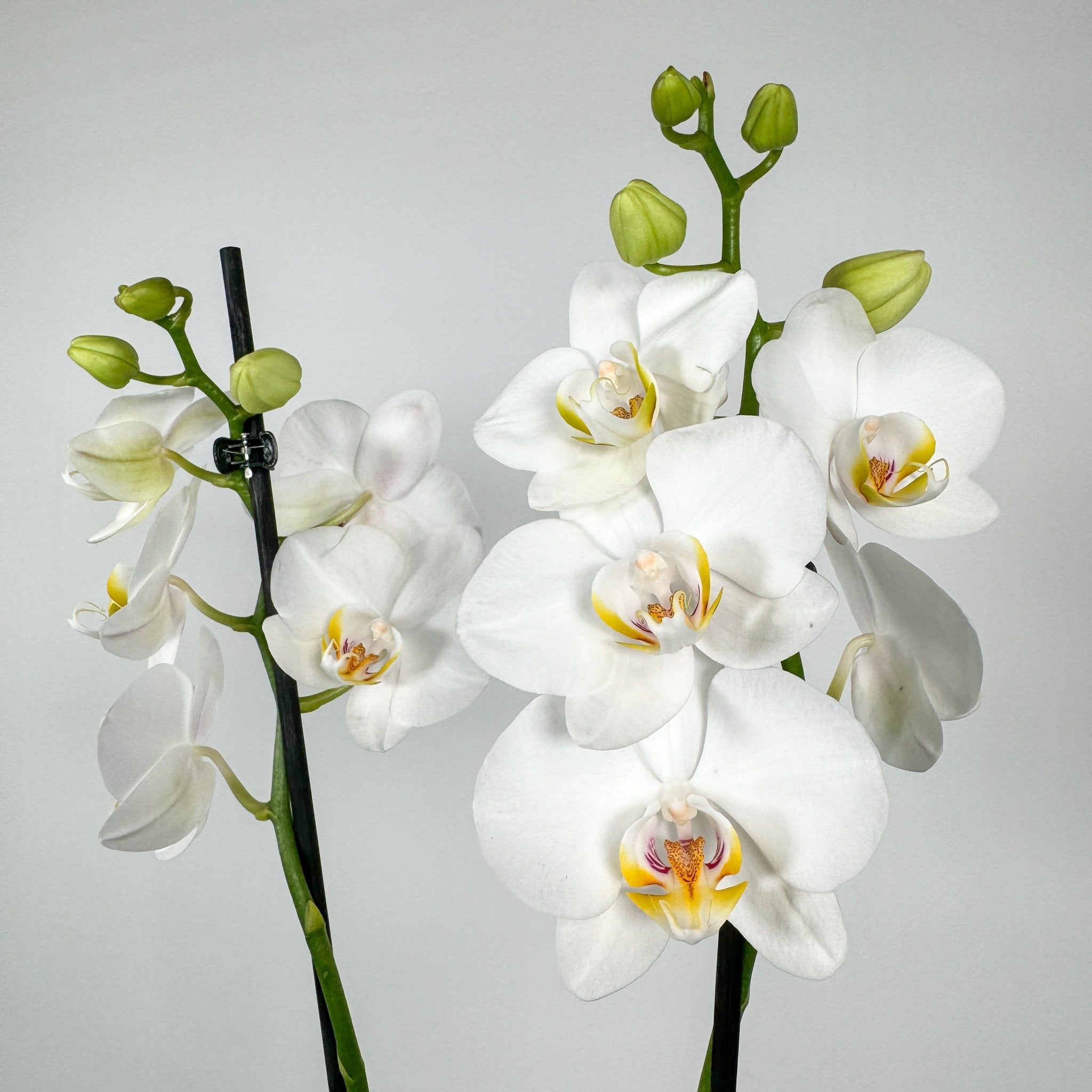 The Collectors: Folkestone - Love Orchids