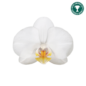The Collectors: Folkestone - Love Orchids