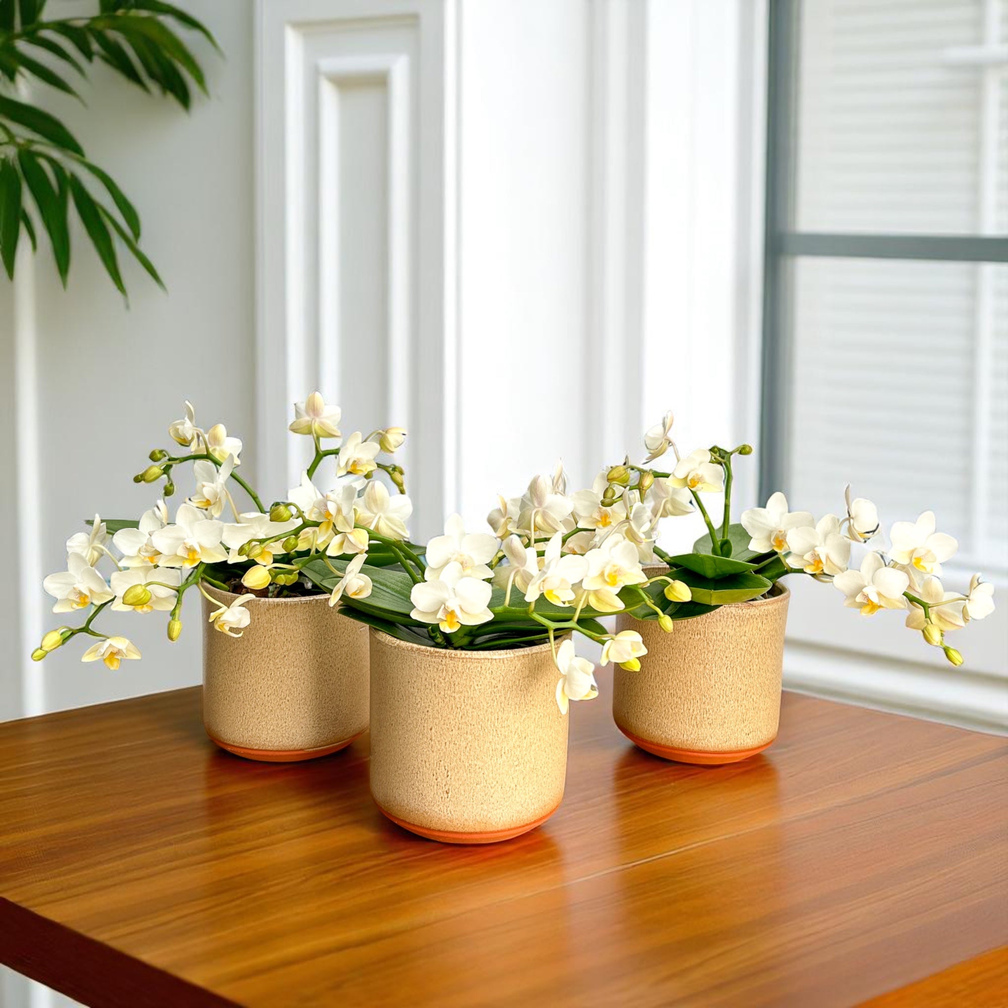 The Collectors: Nazare Mini Orchid - Love Orchids