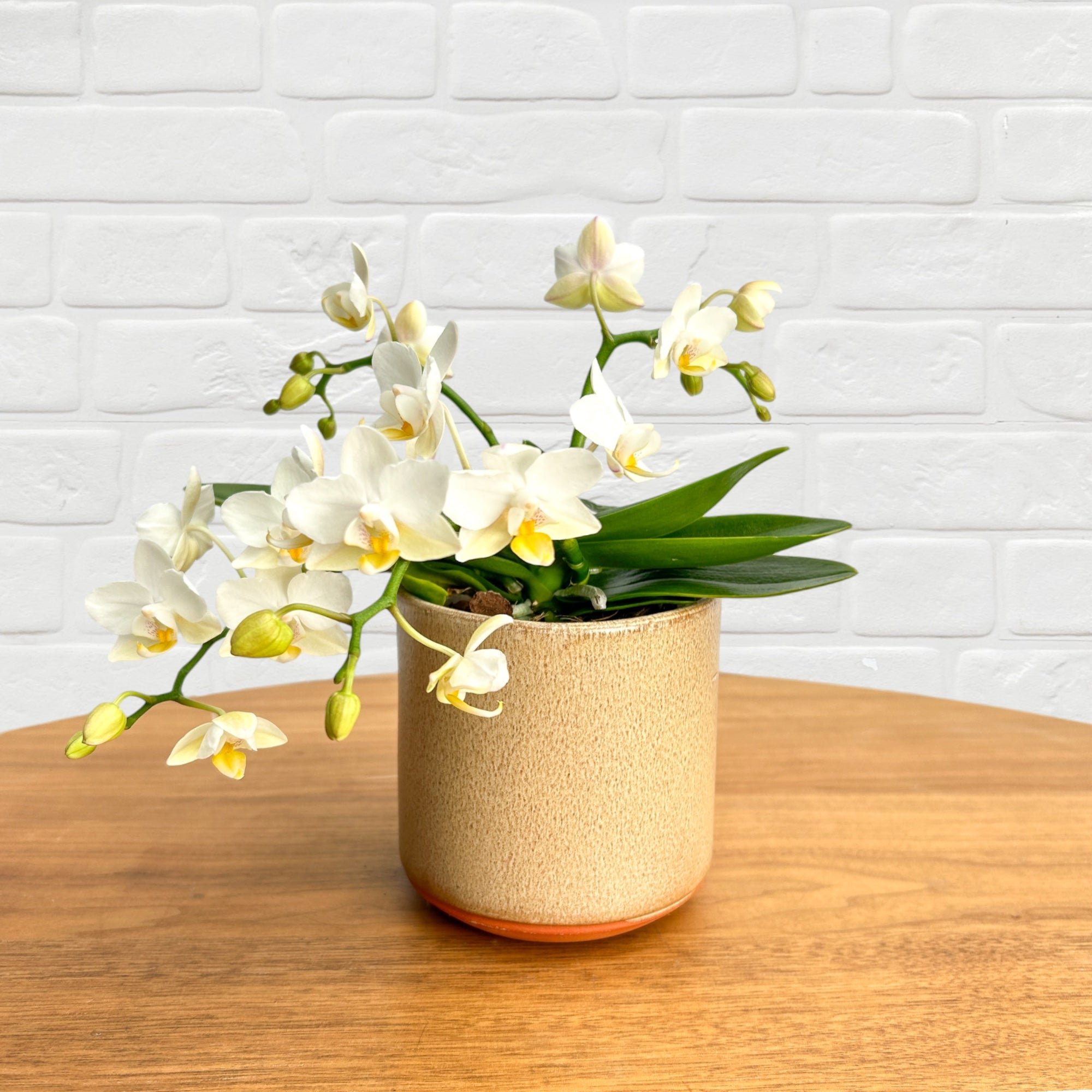 The Collectors: Nazare Mini Orchid - Love Orchids