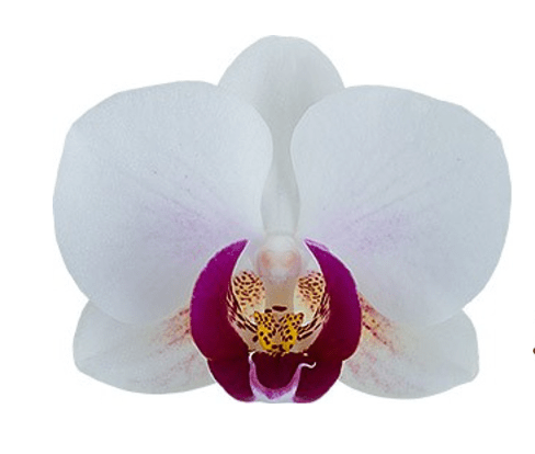 The Collectors: Safe Haven - Love Orchids