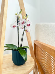 The Collectors: Safe Haven - Love Orchids