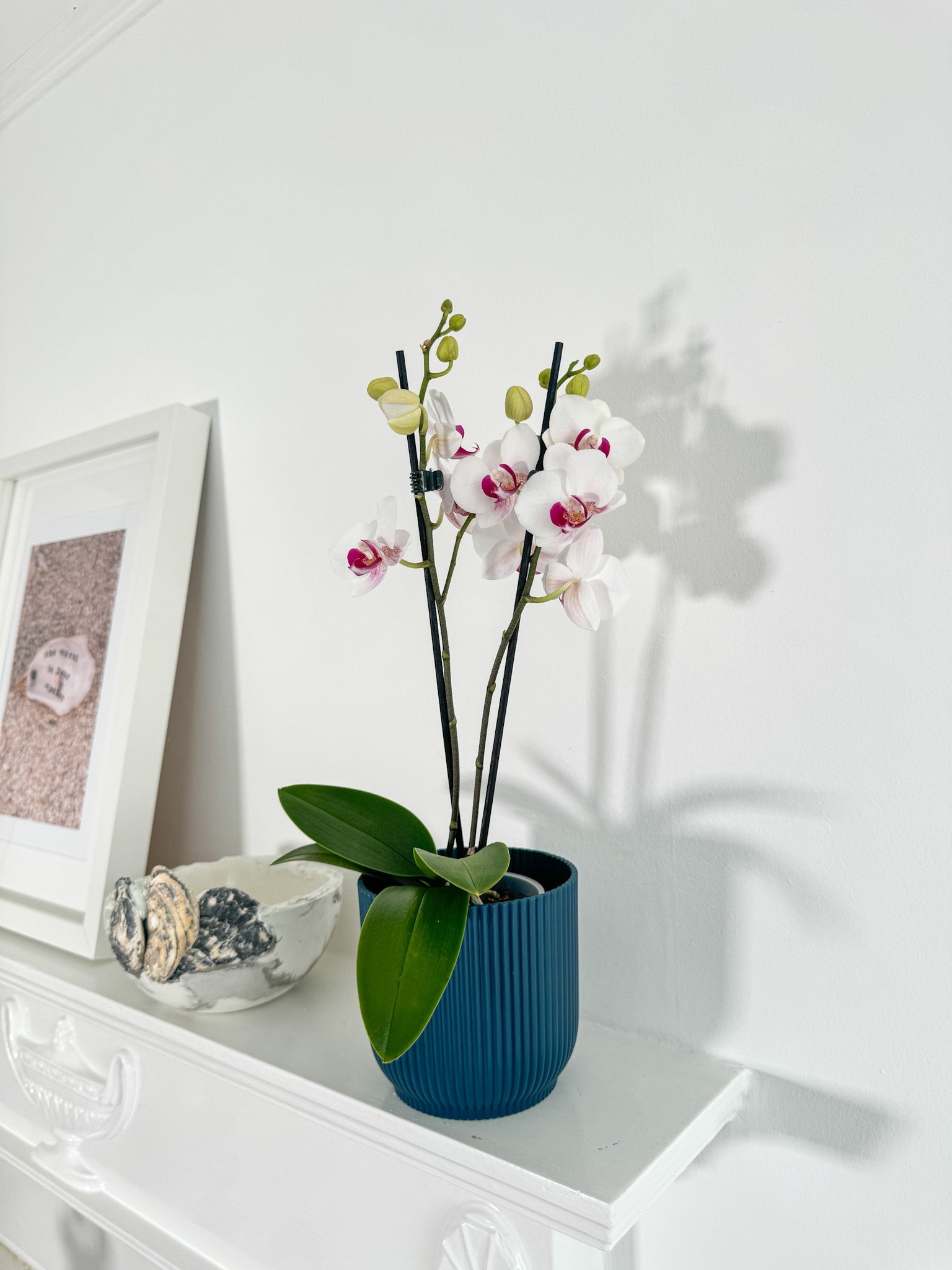 The Collectors: Safe Haven - Love Orchids