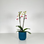 The Collectors: Safe Haven - Love Orchids