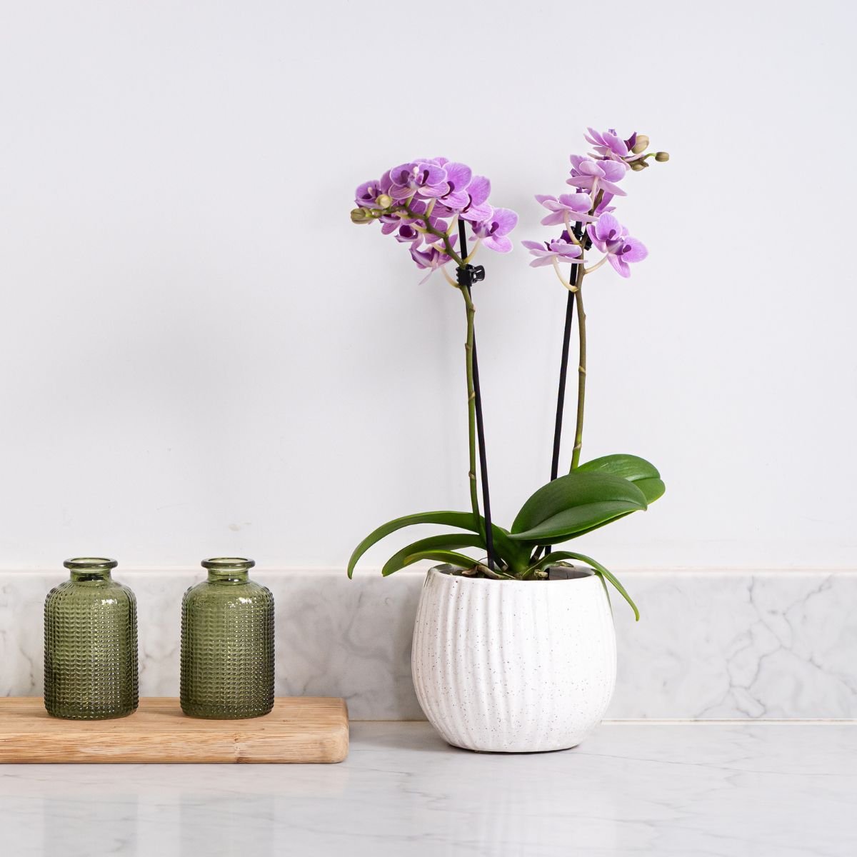 The Collectors: Violet Queen - Love Orchids