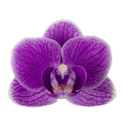 The Collectors: Violet Queen - Love Orchids