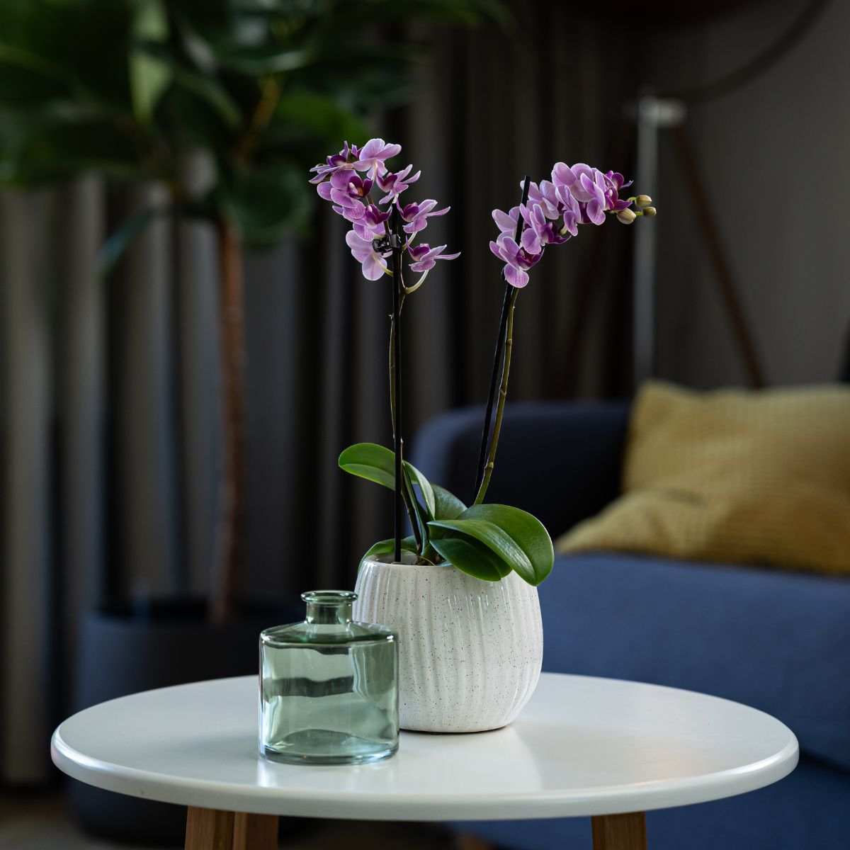 The Collectors: Violet Queen - Love Orchids