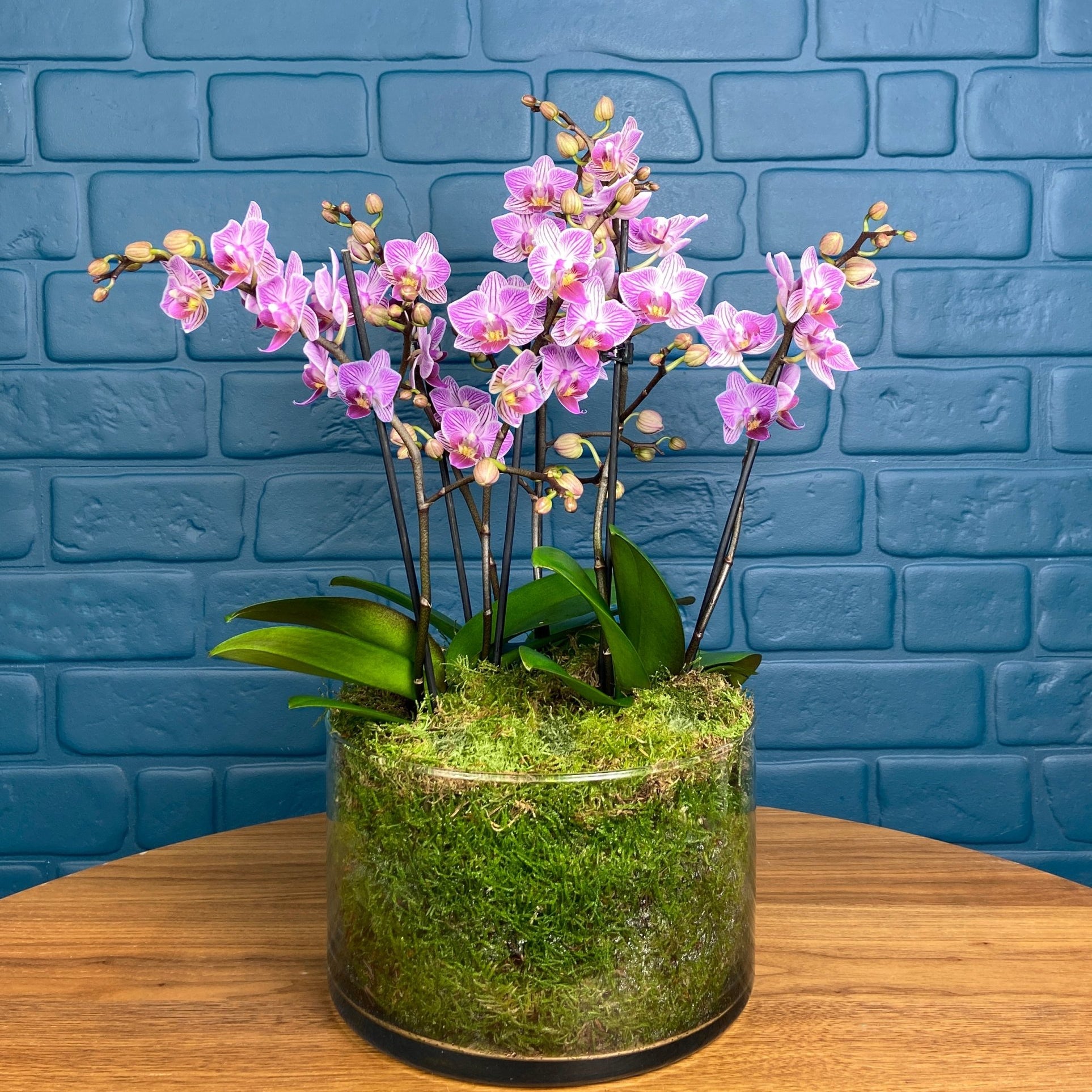 Blissford: Deluxe Orchid Centrepiece - Love Orchids