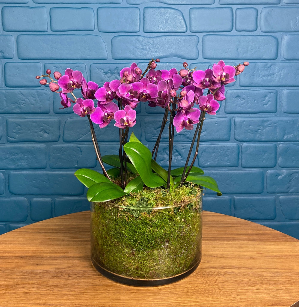 Blissford: Deluxe Orchid Centrepiece - Love Orchids