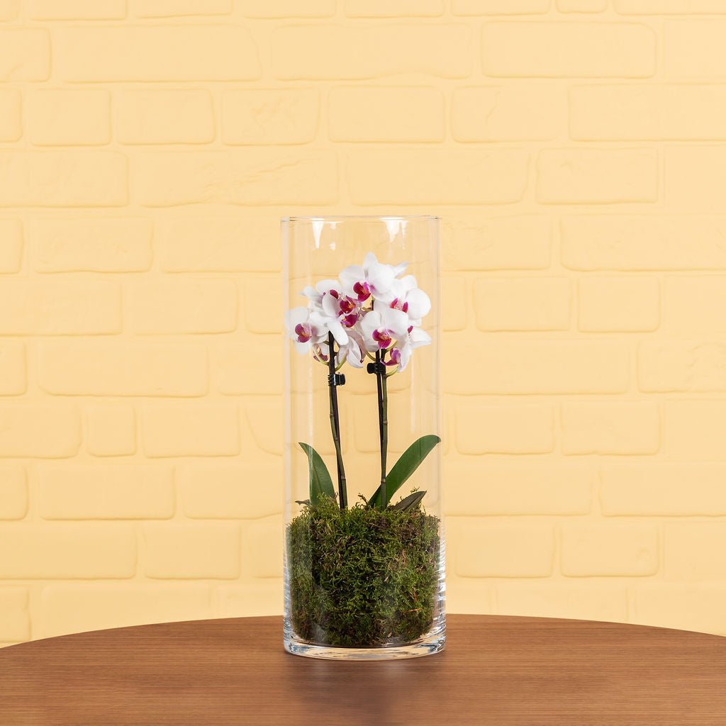 Burley: Mini Orchid in Glass Vase - Love Orchids