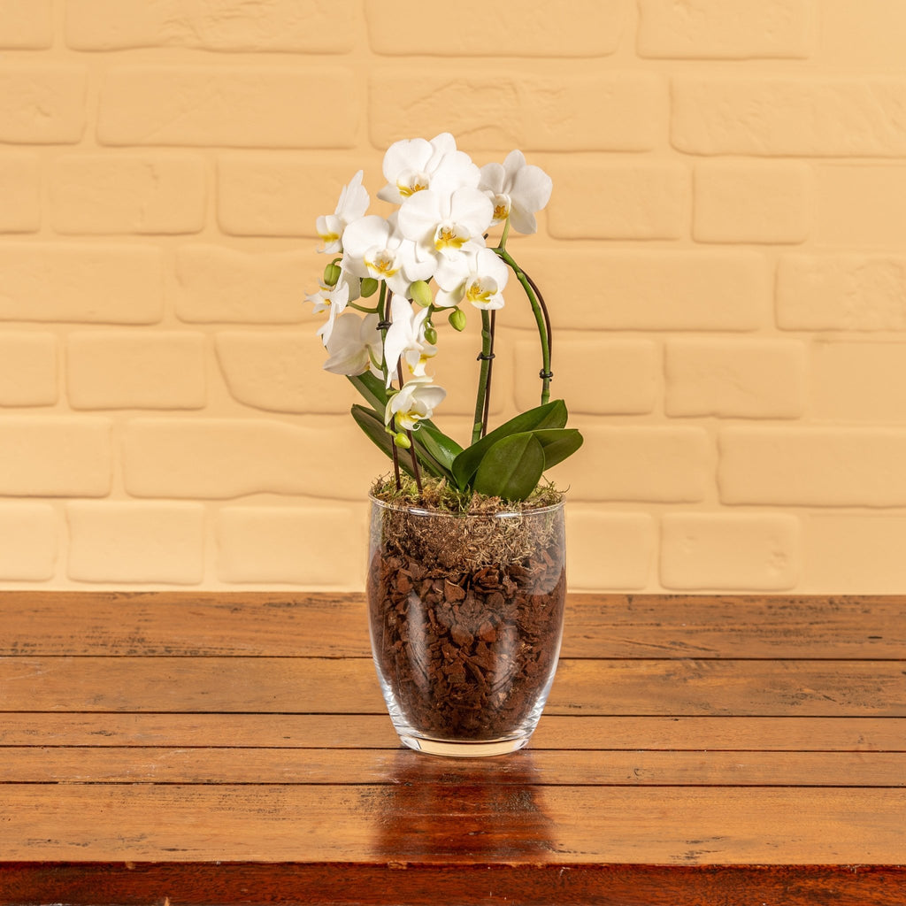 Hinton: Orchid in Glass pot - Love Orchids