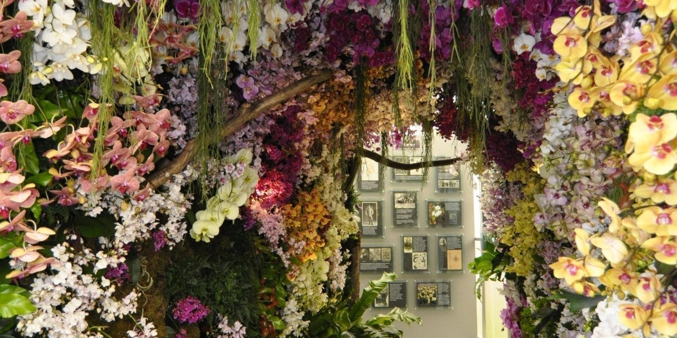 A Golden Debut: Reflecting on Our 2016 Chelsea Flower Show Triumph - Love Orchids