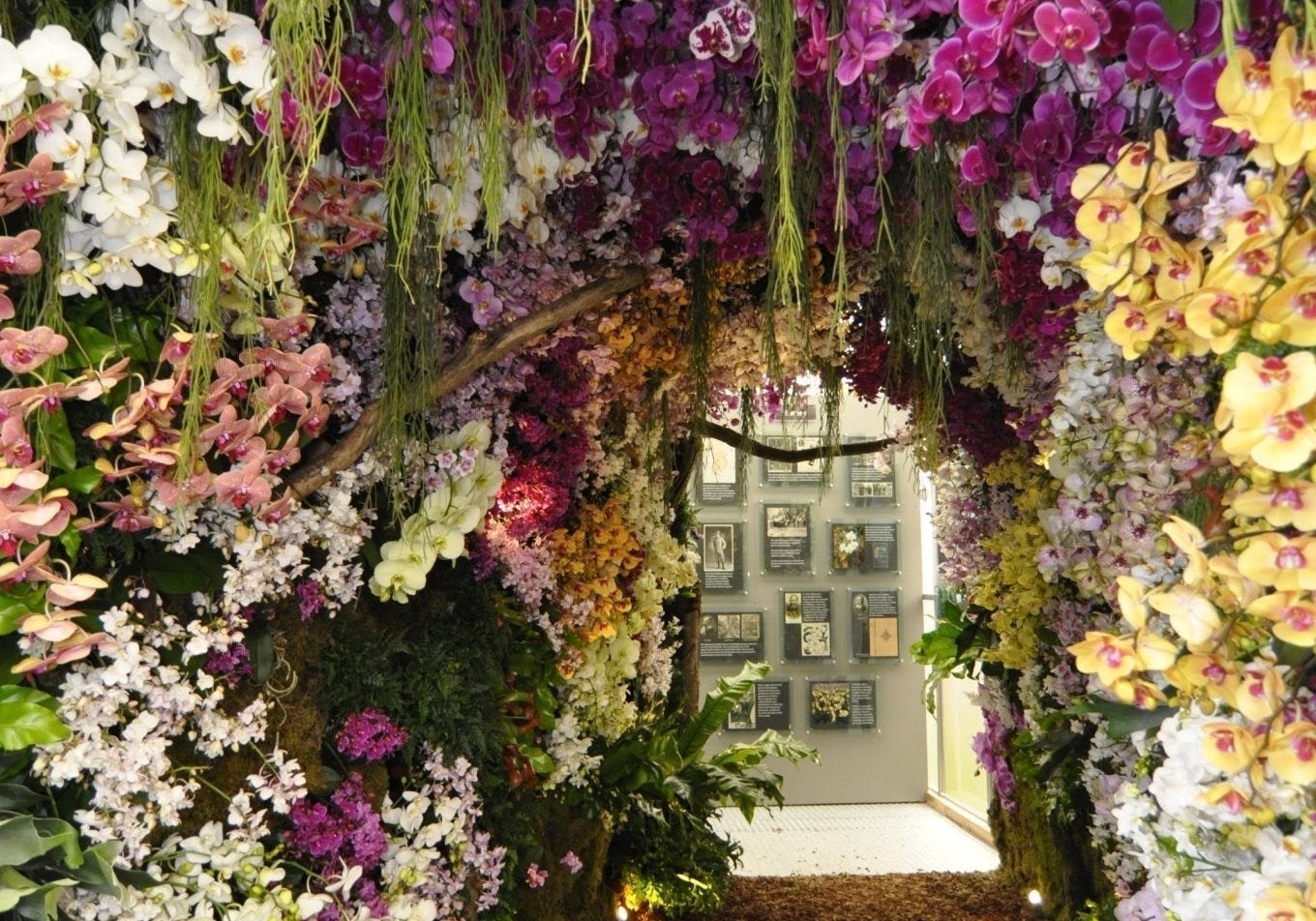 A Golden Debut: Reflecting on Our 2016 Chelsea Flower Show Triumph - Love Orchids