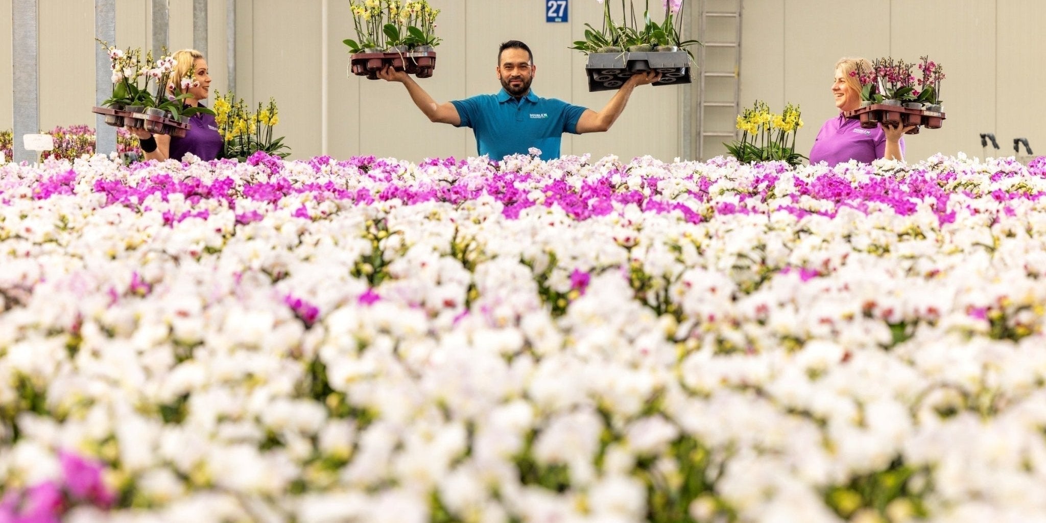 Celebrating 5 Years of Love Orchids: A British Family Grower Story - Love Orchids
