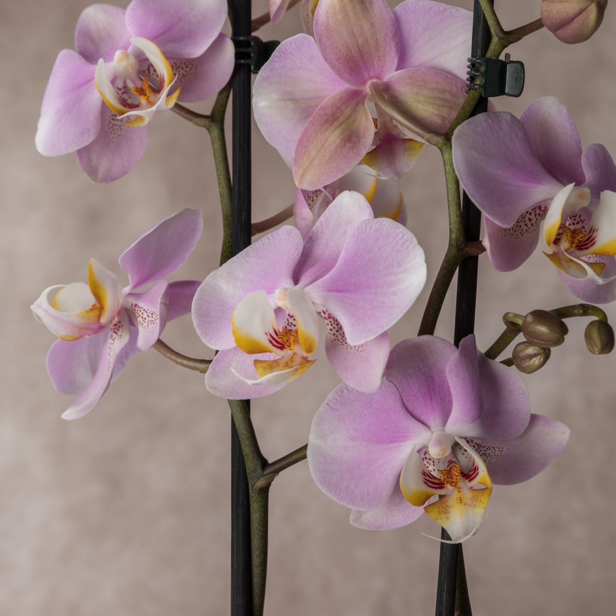 Expert Orchid care tips - Love Orchids