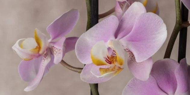 Expert Orchid Care Tips from the Grower - Love Orchids