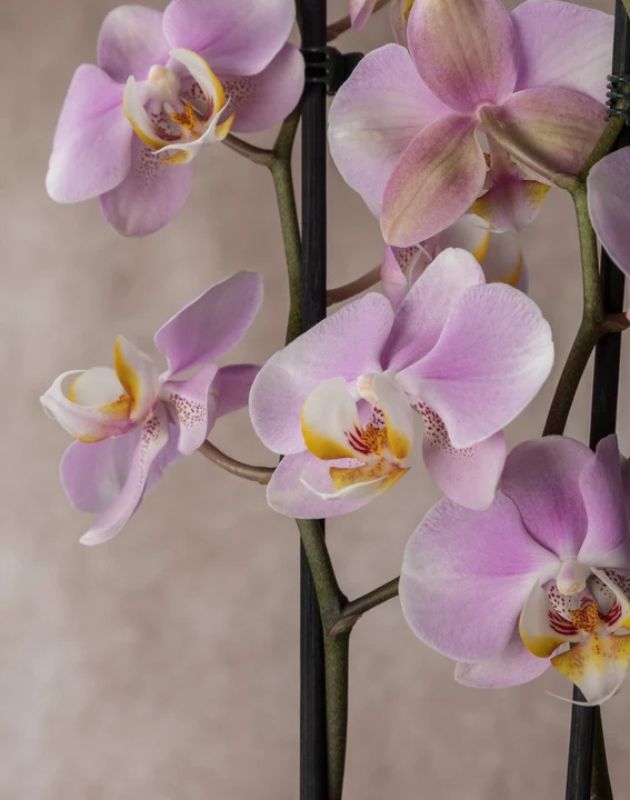 Expert Orchid Care Tips from the Grower - Love Orchids