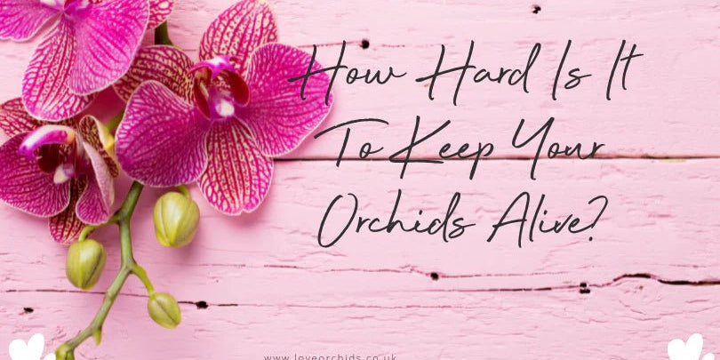 How Hard Is It To Keep Your Orchids Alive? - Love Orchids