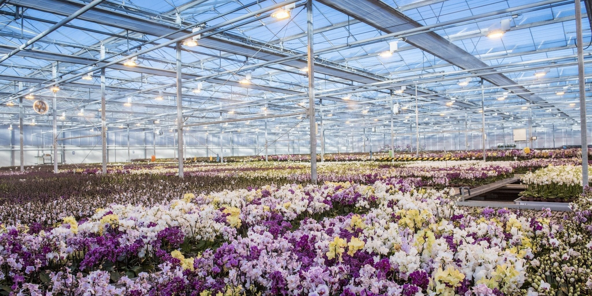 How Is an Orchid Grown? From Young Plant to Beautiful Blooms - Love Orchids