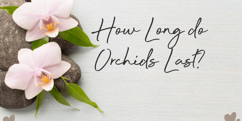 How Long do Orchids Last? - Love Orchids