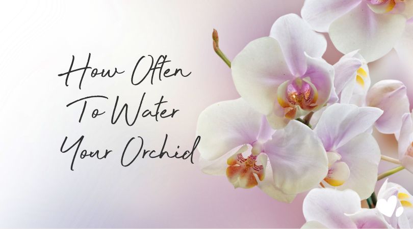 How Often Should You Water an Orchid? - Love Orchids