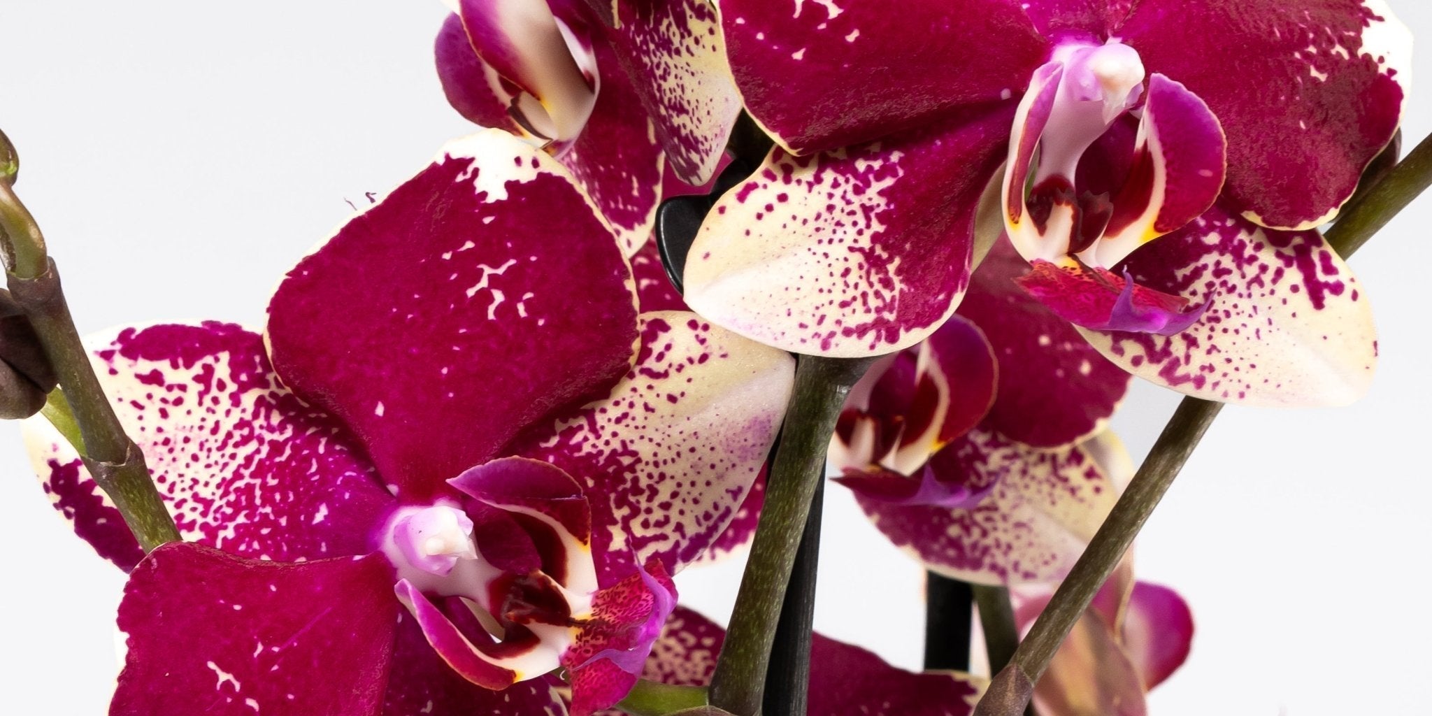 How to Care for Your Orchid in Autumn: A Grower's Guide - Love Orchids