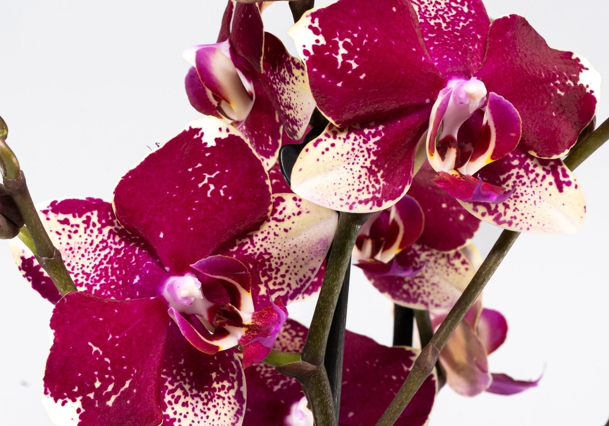 How to Care for Your Orchid in Autumn: A Grower's Guide - Love Orchids